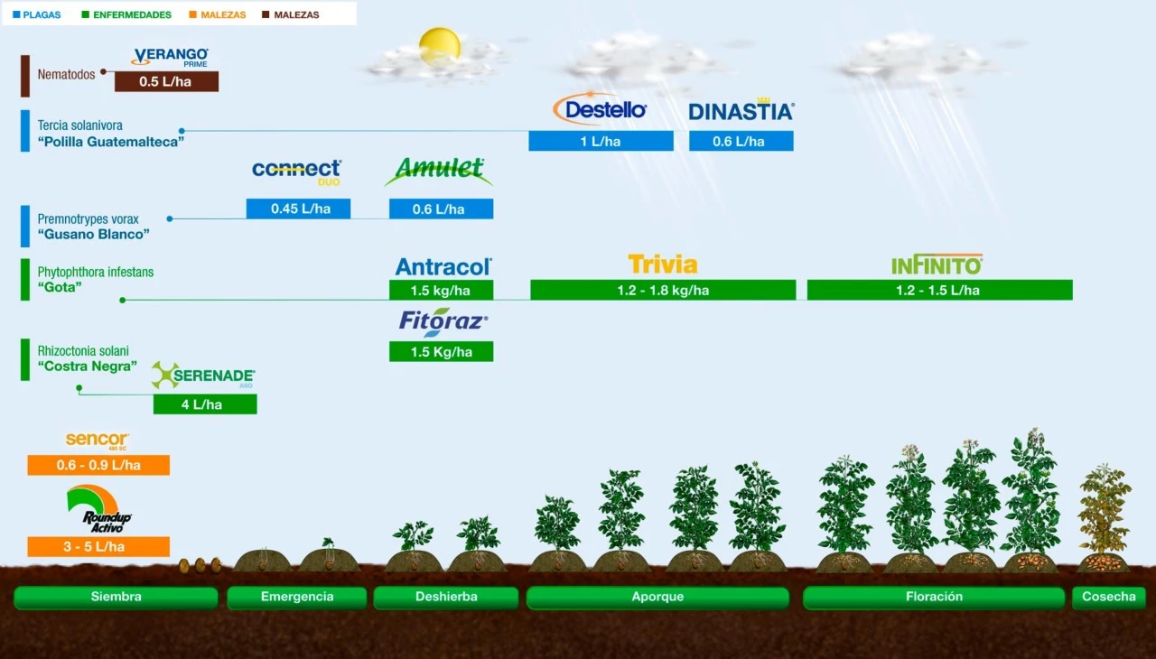 Fenología Arroz