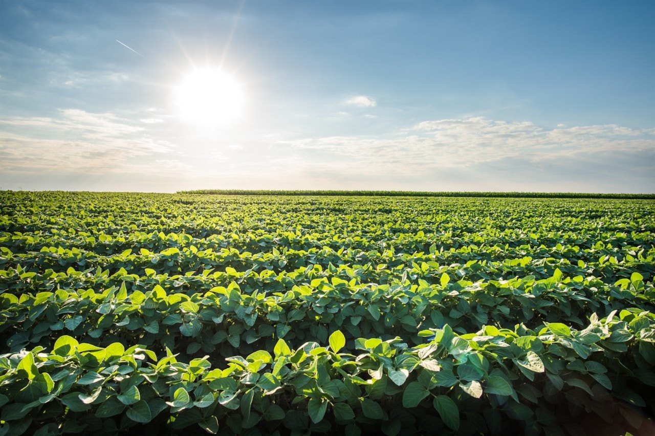 Soybean Field Rows in summer